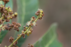 Holigarna ferruginea